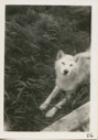 Image of Eskimo [Inuk] dog